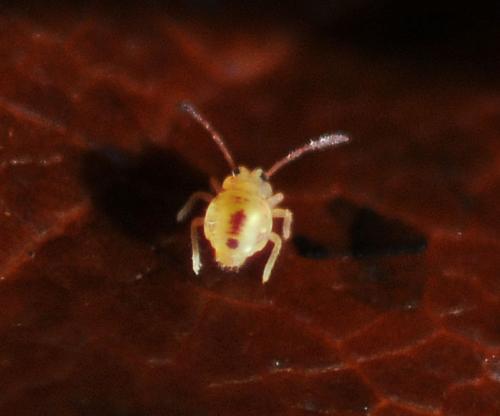 Réf. 316 284 : Dicyrtomina sp.
